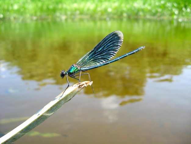 Dark blue dragonfly sitting above water