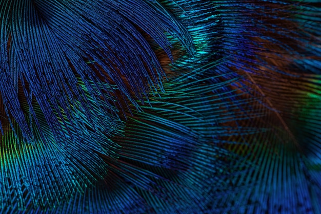 Dark blue feathers background. Exotic texture feathers background, closeup.
