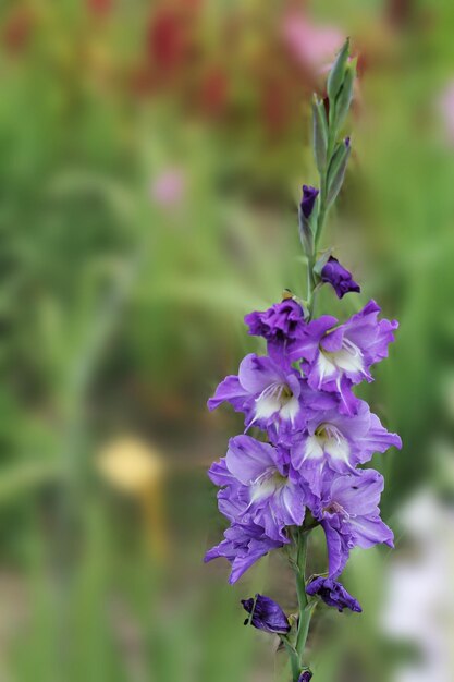 The dark blue flower of gladiolus sways in the wind and the sun\
rejoices beautiful gladiolus flower isolated on green\
background