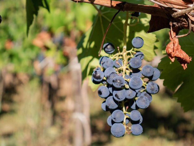 Uve blu scuro che maturano sul ramo di un vigneto che si prepara ad essere raccolto durante la vendemmia