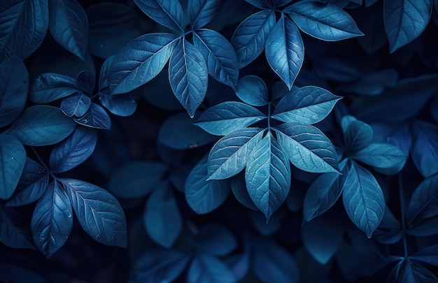 dark blue leaves