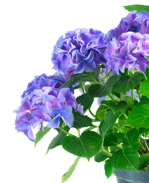 Dark blue and violet fresh hortensia fresh blooming flowers close up isolated on white background