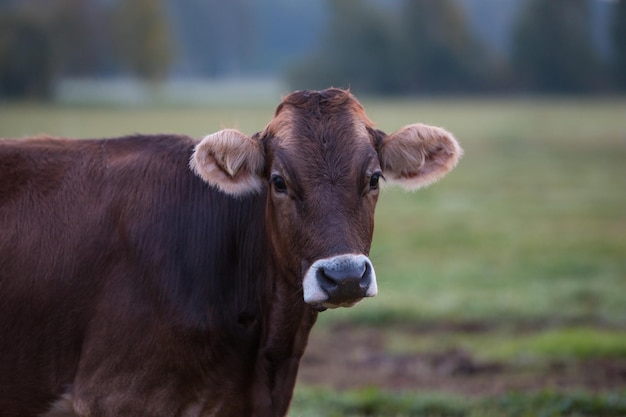 Dark brown cow in a green meadow in the morning with a forest in the background