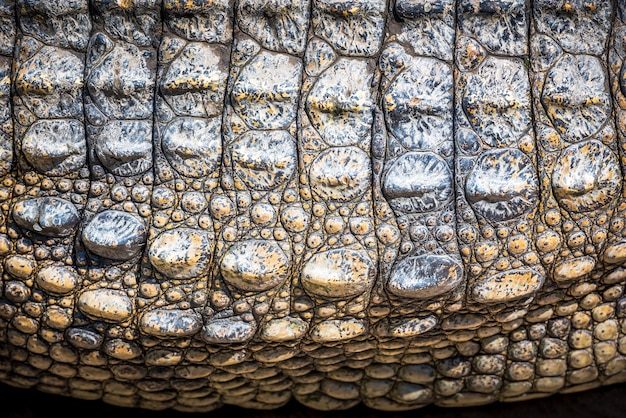 Dark brown crocodile leather for background and texture