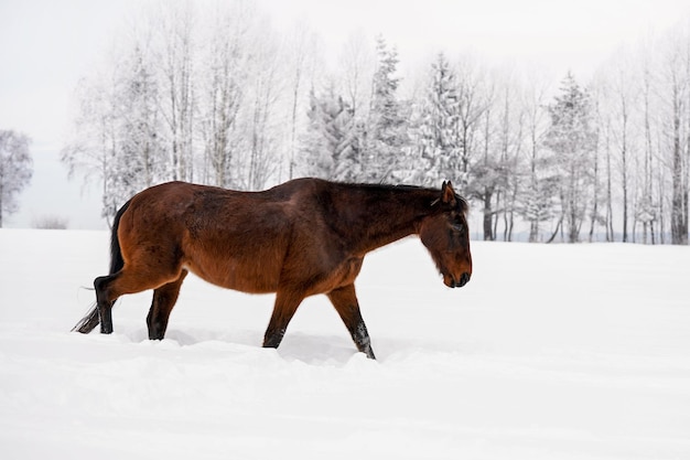 Dark brown horse walks on snow covered field in winter, blurred trees in background, view from side back.