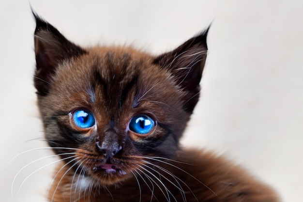 Premium AI Image | Dark brown kitten starring at the camera closeup shot