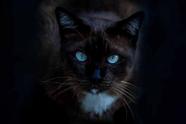 Темно-коричневый заштрихованный тайский питомец Домашняя азиатская тайская кошка с большими глазами смотрит в камеру
