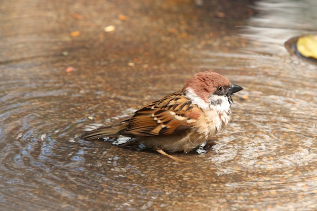 I passeri marrone scuro stanno giocando in piccola piscina