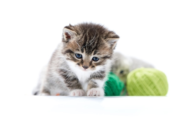 Dark brown striped funny kitten playing with green wool balls in white photo studio