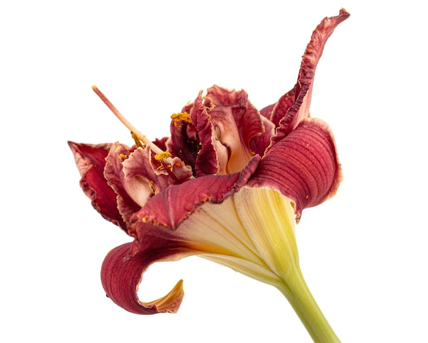 Dark burgundy flower of daylily isolated on white background