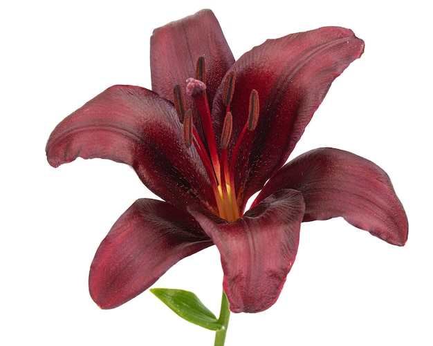 Dark burgundy flower of lily isolated on white background