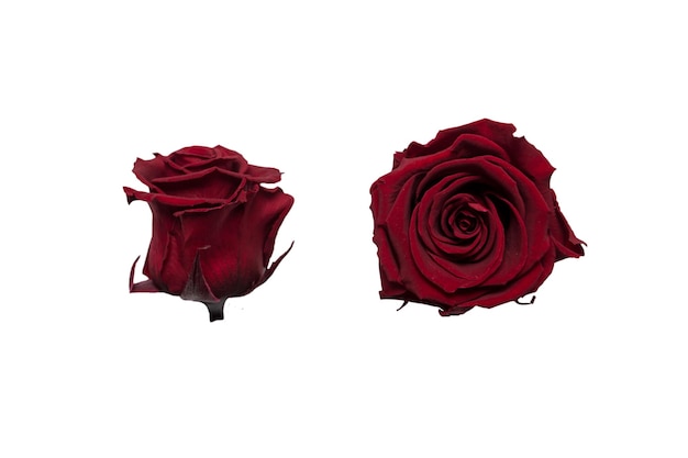 Dark burgundy rose on a white background Side view and top view Two buds in one photo