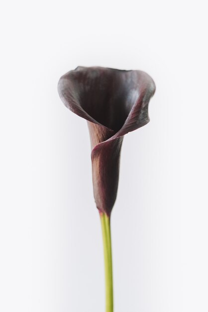 Темный цветок лилии каллы или арум, изолированные на белом