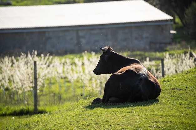 A dark calm cow lies on a green meadow there is fresh grass around her