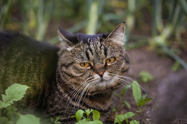 Un gatto scuro giace in un giardino verde in un primo piano di una giornata estiva