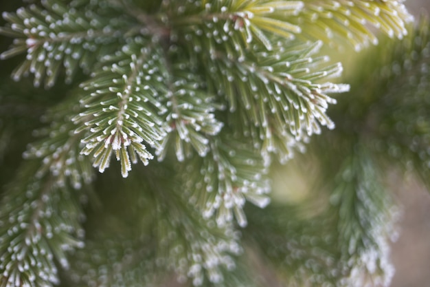 Dark christmas new year background frozen christmas tree texture