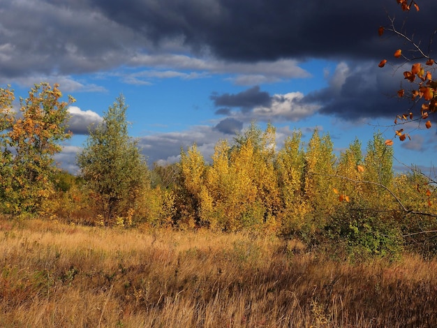 dark clouds over the autumn forest