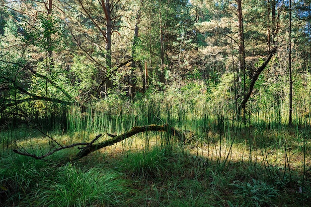 Dark conifer forest in sunny day.