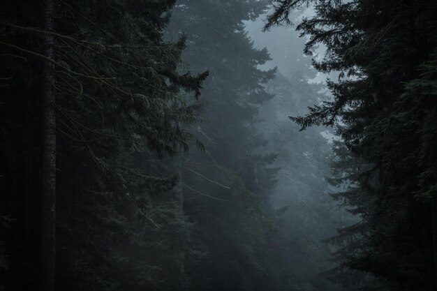 Foto scuro drammatico paesaggio boschivo di sequoie