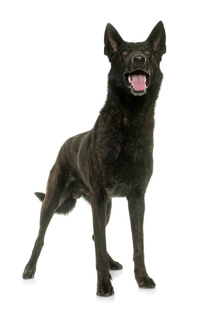 Dark dutch shepherd