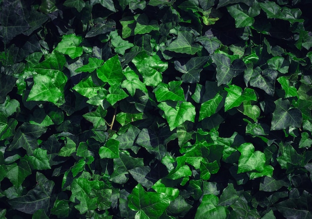 Dark Evening Ivy Texture Achtergrond Crepeper Green Hedge in Night Wall of Hedera Helix Creeper Foliage