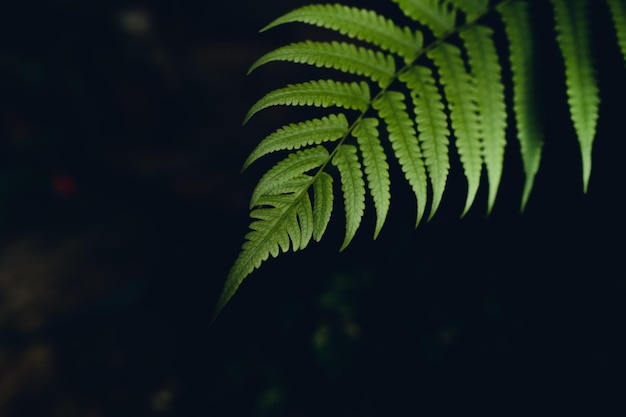 Dark fern leaves in the forest foliage background