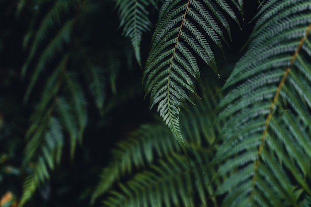 Dark fern leaves in the tropical rainy season