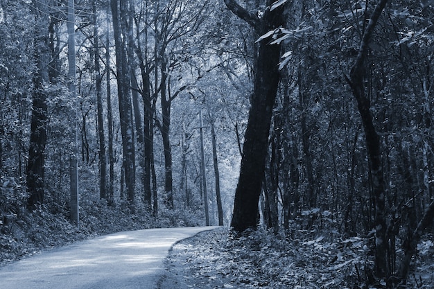 Foresta oscura di notte, thailandia