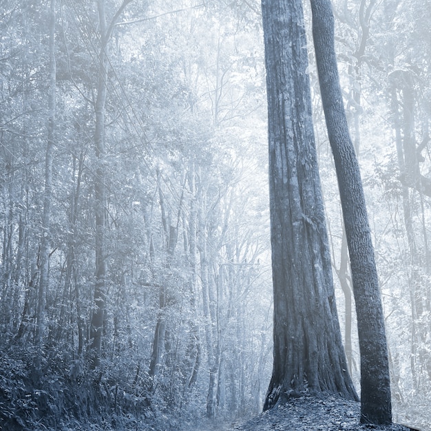 Dark forest at night, Thailand