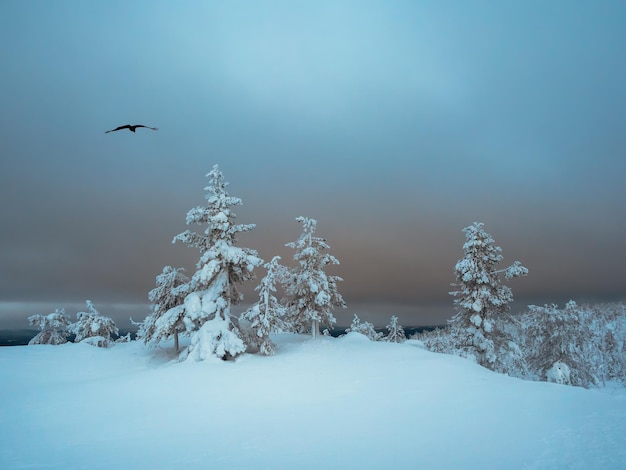 Dark forest Twilight gloomy winter forest Abstract dark cold street background Night view