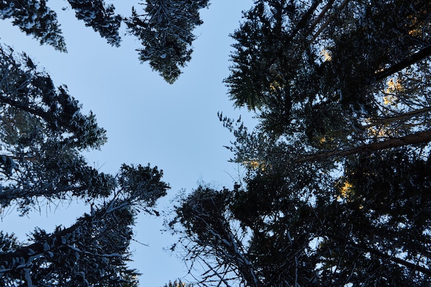 dark forest, walk in the woods before Christmas