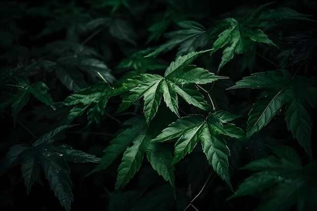 A dark forest with green leaves and the word maple on it