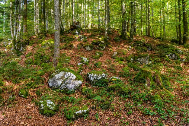 Dark forest with stones in Schoenau am Koenigssee Konigsee Berchtesgaden National Park Bavaria Germany