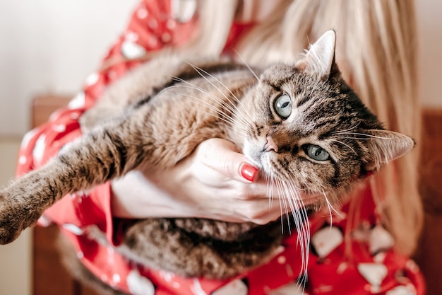 Dark fur cat lying on female hands. close up pets