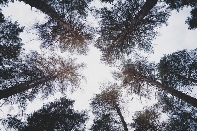 Dark gloomy tops of pine trees.