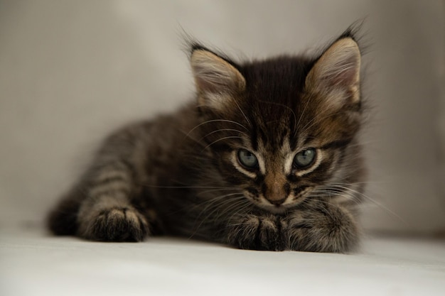 Foto gattino grigio scuro si siede su uno sfondo grigio