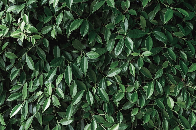 Dark green Banyan leaves in garden