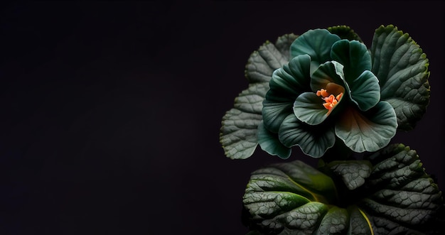 dark green begonia flower black background