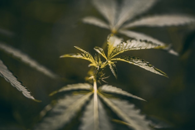 Темно-зеленые листья каннабиса Марихуана, растущая на ферме, выращивает марихуану в сельском хозяйстве, природную марихуану или сативу, траву марихуаны, зеленую траву для медицинских целей