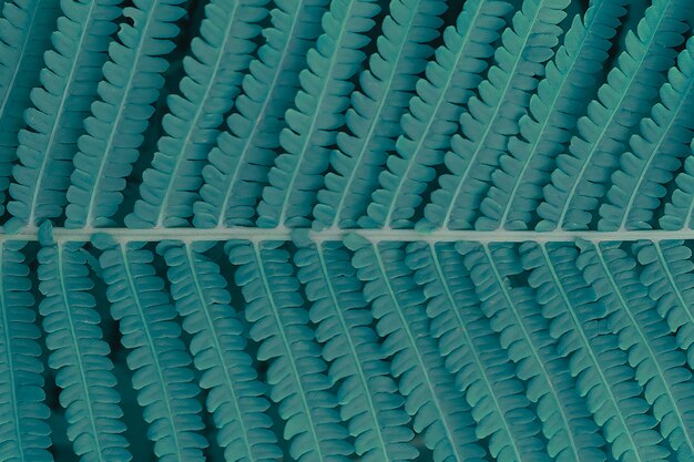 dark green fern leaf, close-up texture