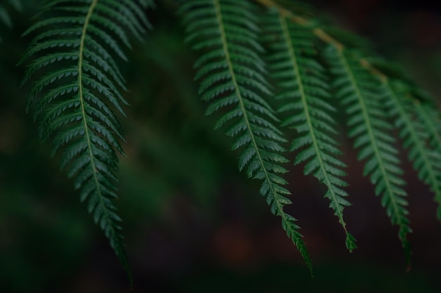 Dark green fern in thailand national park