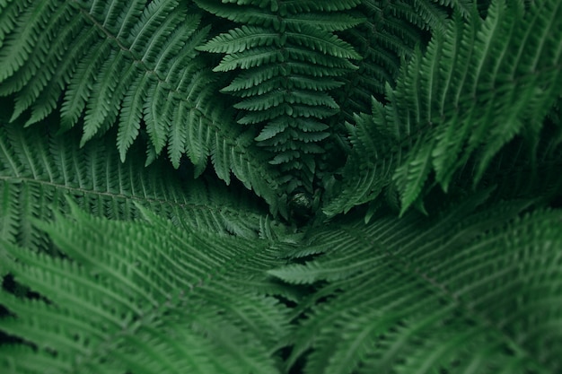 Photo dark green fresh fern closeup background pattern