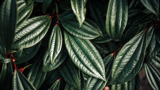 Dark green glossy leaves background