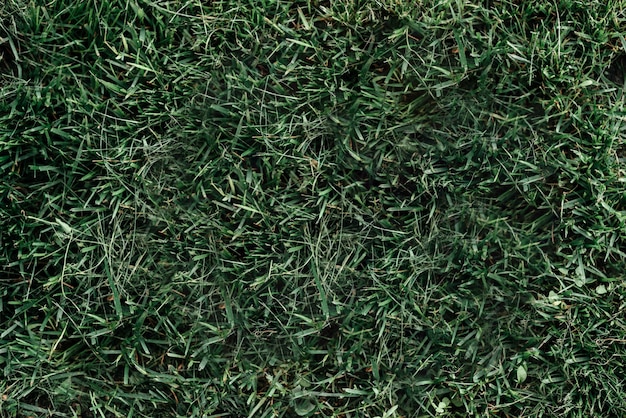 Dark green grass texture from golf course background