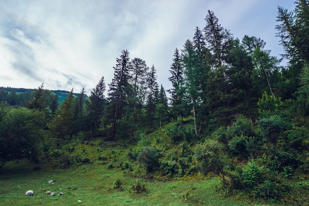 Dark green landscape with old high pines and spruces on hill