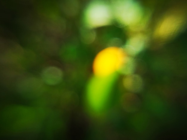 Foto la foglia verde scuro ha offuscato il fondo astratto e la luce solare gialla con bokeh