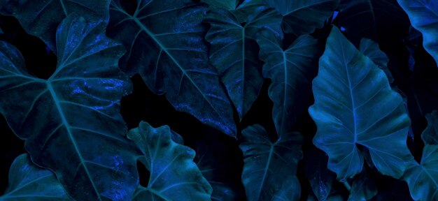 Photo dark green leaf pattern tropical nature background