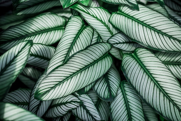 Dark green leaf pattern Tropical nature background