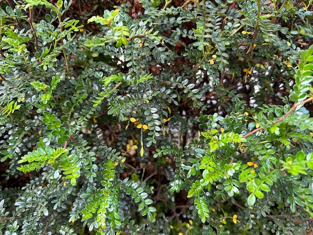 짙은 녹색 잎 심기Pepper Tree