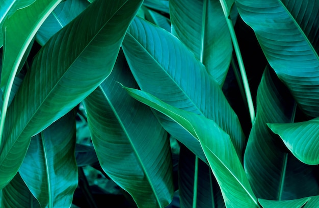 Dark green leaf texture background